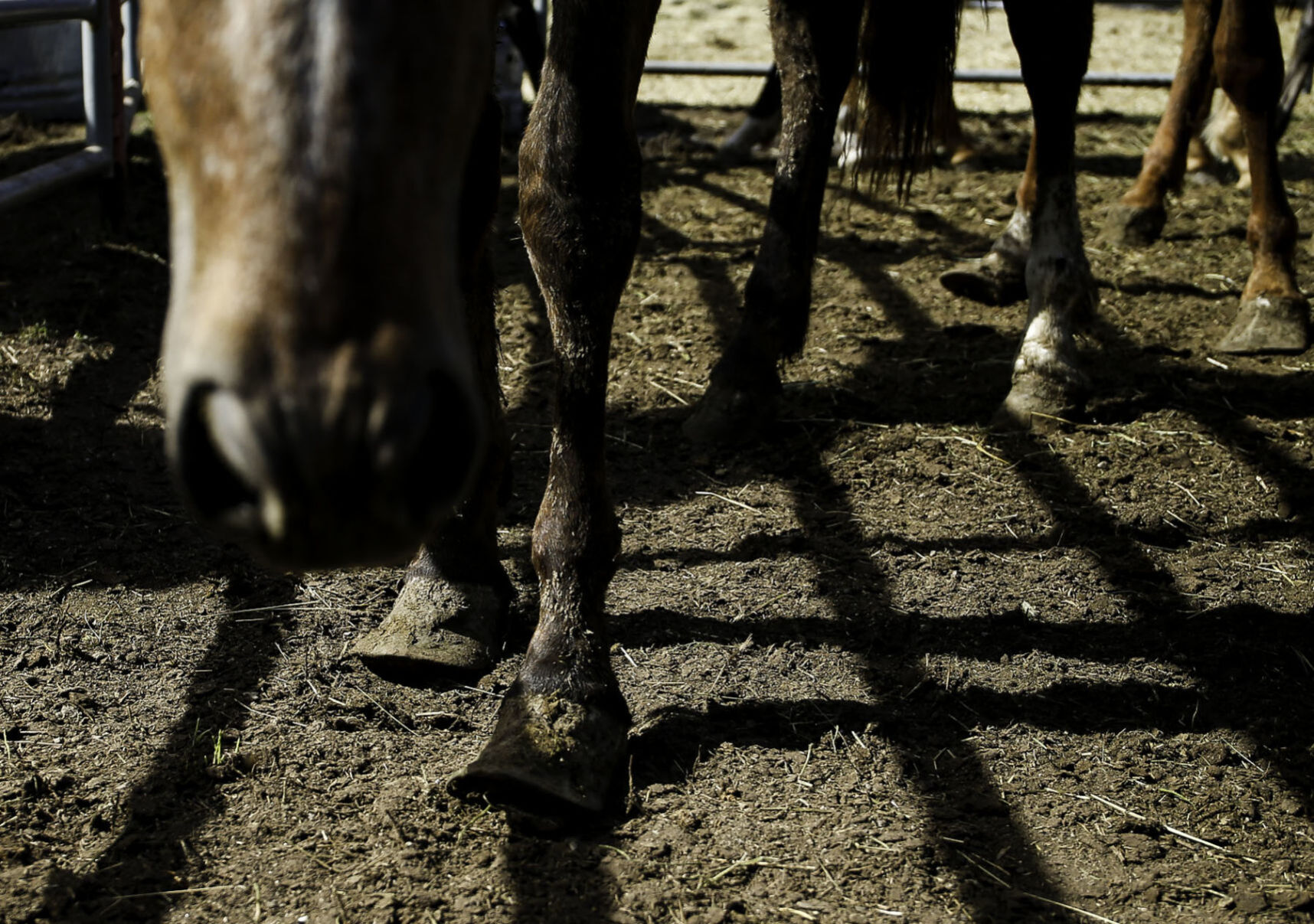 Seized horses